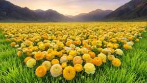 Beautiful Relaxing Music 2026 🌿 Stop Overthinking, Reduce Stress & Focus Better at Work