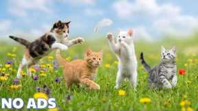 12 HOURS Calming Music for Anxious Cats 💖 Reduce Stress & Separation Anxiety Sleep Aid 🌈No Ads